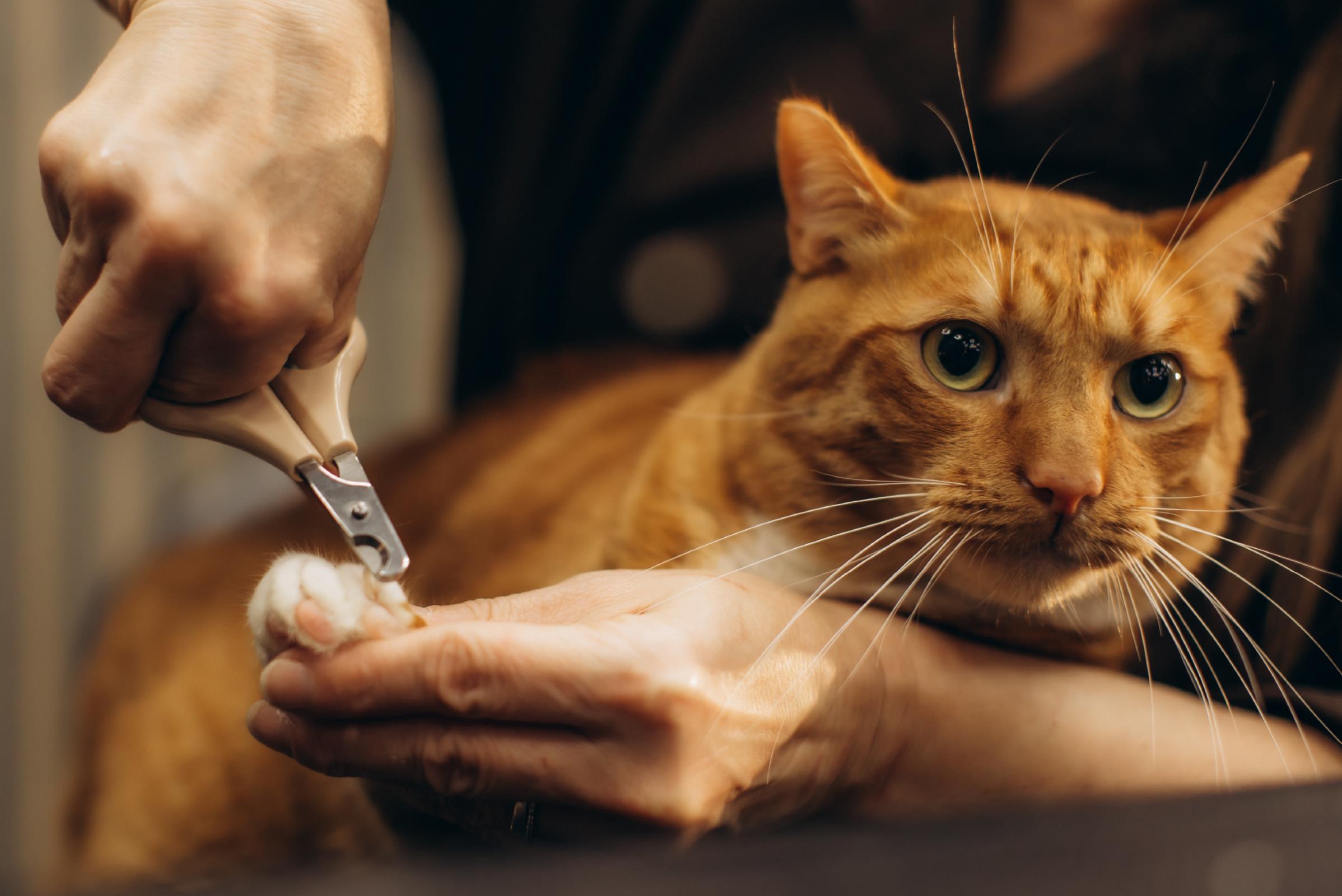 ¿cómo cortar las uñas de un gato sin estrés?